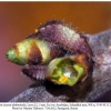 satyrium acaciae abdominalis shamkir larva2a